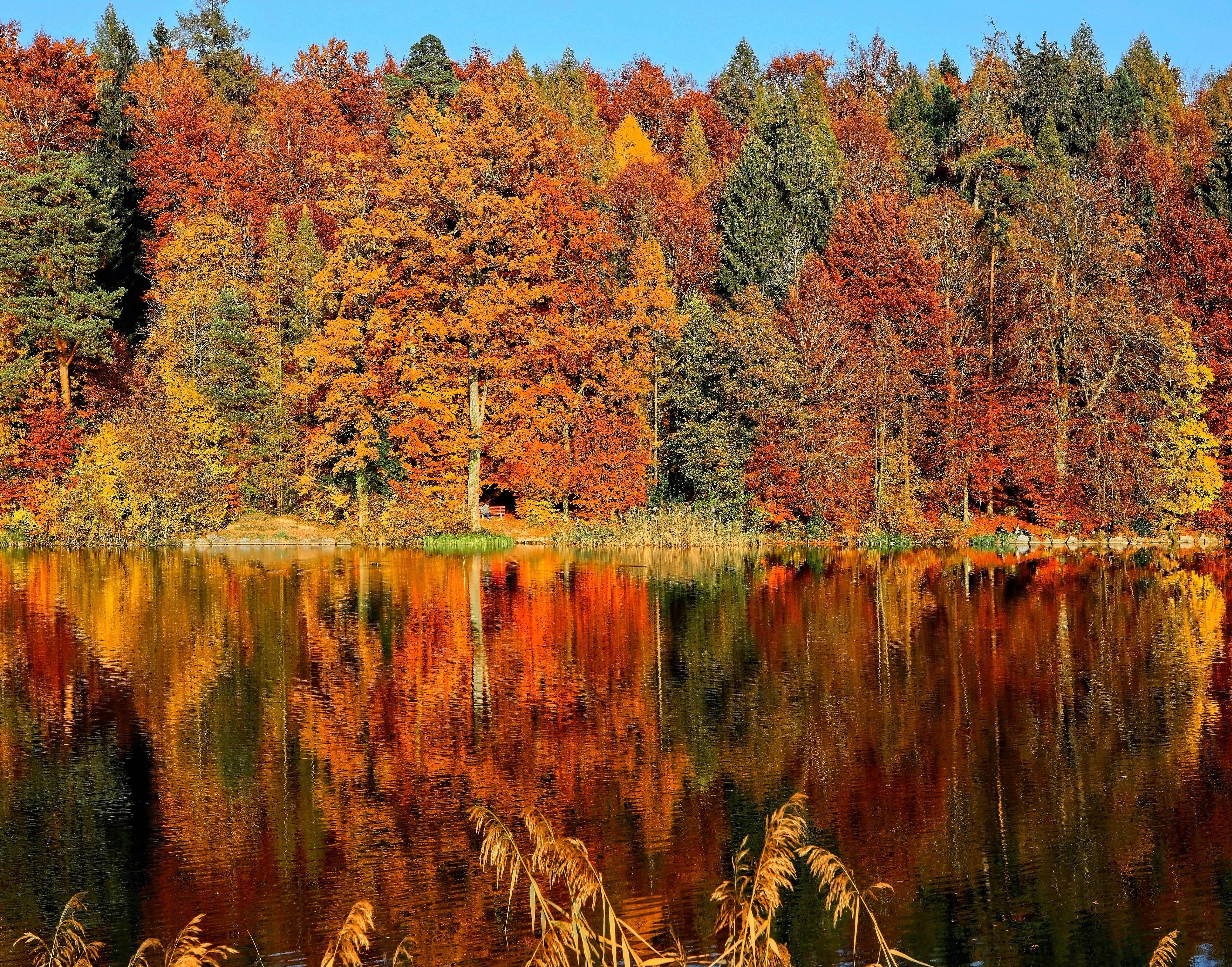 Blue skie fall landscape with trees of colours red yellow and orange