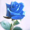 Blue Rose