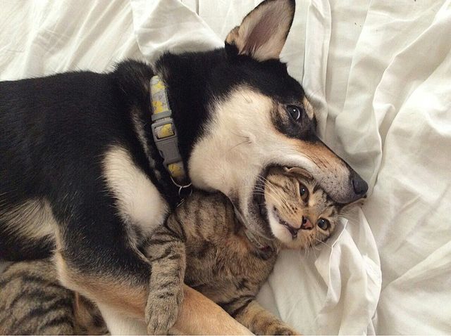 cat and dog